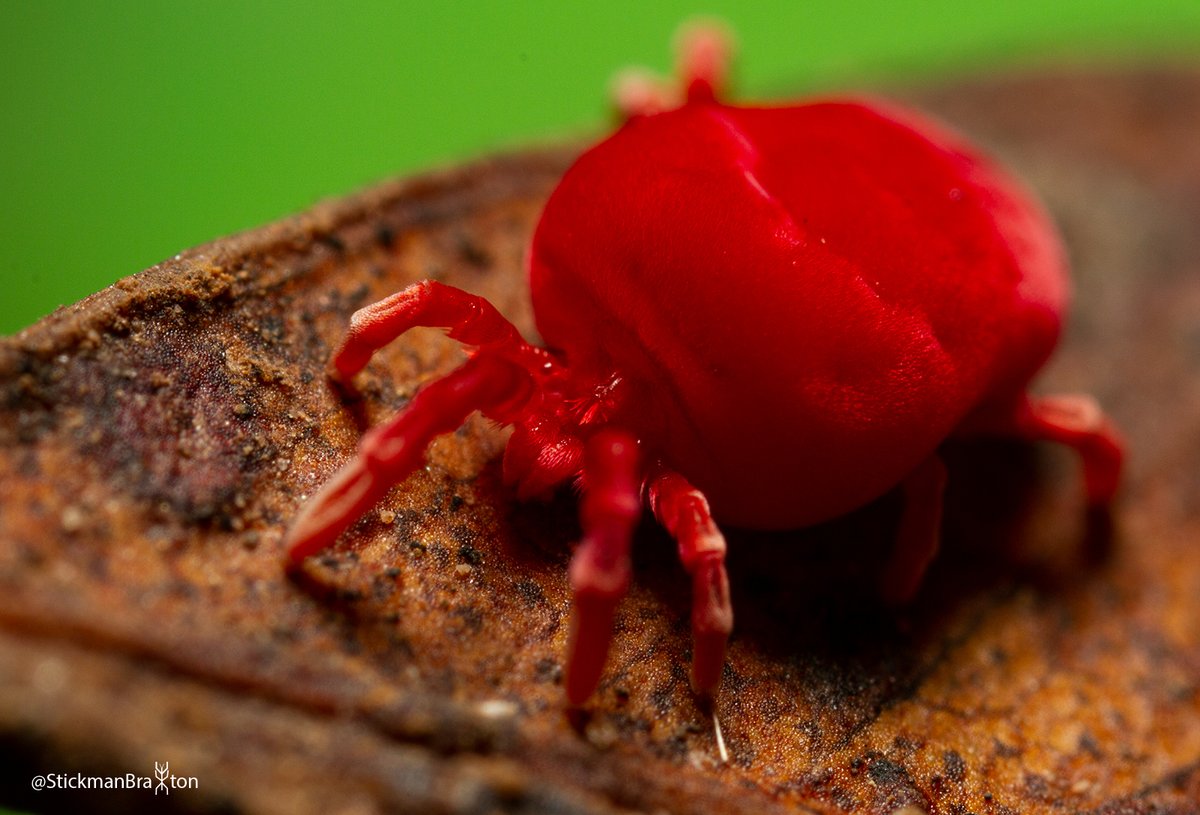 Braxton Jones tweet media