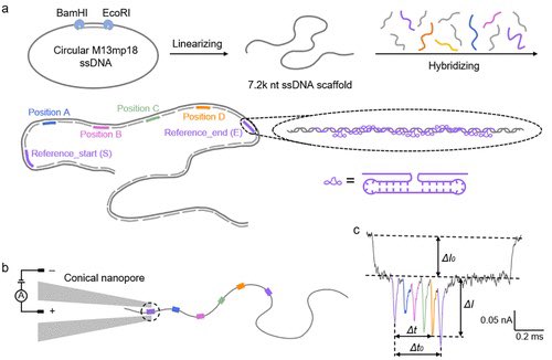 YOLO4CHEM's tweet image. DNA Volume, Topology, and Flexibility Dictate Nanopore Current Signals  pubs.acs.org/doi/10.1021/ac…

The ionic current drop is mainly determined by the volume and flexibility of the #DNA #nanostructure in the #nanopore.