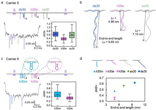 YOLO4CHEM's tweet image. DNA Volume, Topology, and Flexibility Dictate Nanopore Current Signals  pubs.acs.org/doi/10.1021/ac…

The ionic current drop is mainly determined by the volume and flexibility of the #DNA #nanostructure in the #nanopore.