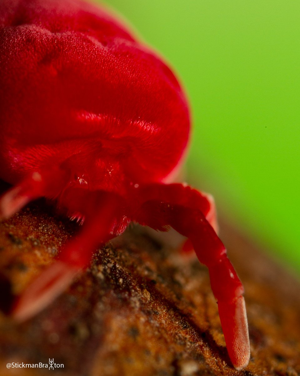Happy Christmas in July everyone! When I took this photo all I could see were Christmas colours, so here is Christmas.

#mite #insect #macrophotography #photograph #photography #photooftheday #entomology