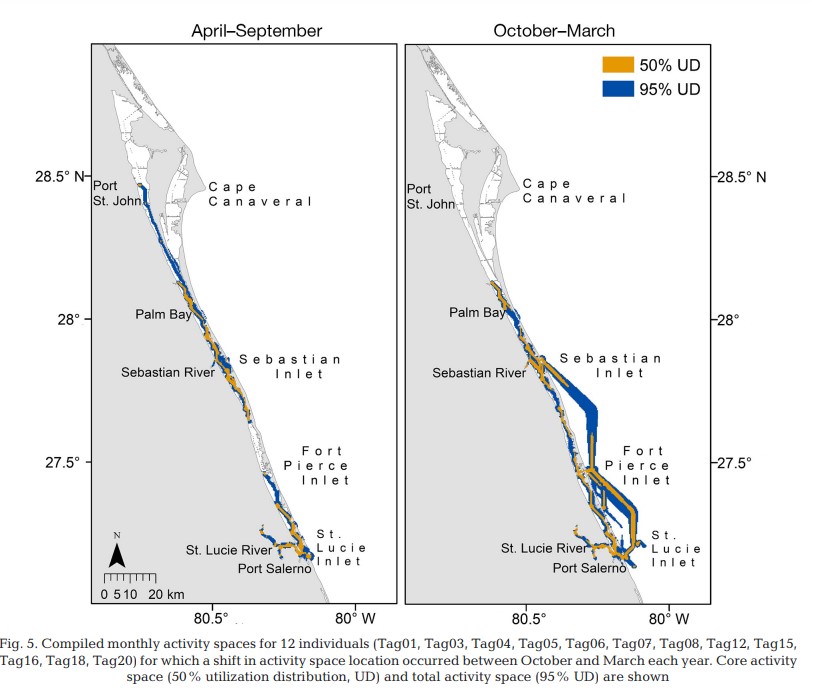 SERC Fisheries Conservation Lab (@sercfisheries) on Twitter photo Multi-year immature #bullshark movement was studied in the Indian River Lagoon, FL. The IRL and adjacent coastal waters serve as essential habitat, and regional activity shifts seasonally. Paper below! 🦈 #SharkWeek #acoustictelemetry <a href="/shellysharks/">Michelle Edwards 🦈</a> 
bit.ly/3Dtrffm Multi-year immature #bullshark movement was studied in the Indian River Lagoon, FL. The IRL and adjacent coastal waters serve as essential habitat, and regional activity shifts seasonally. Paper below! 🦈 #SharkWeek #acoustictelemetry <a href="/shellysharks/">Michelle Edwards 🦈</a> 
bit.ly/3Dtrffm