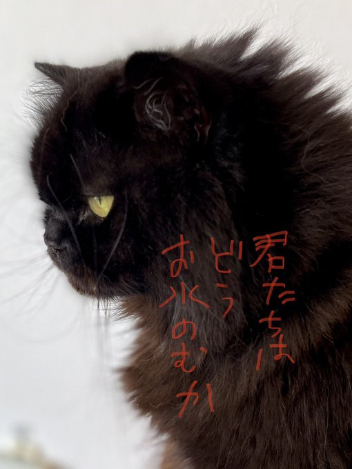 「猫 猫目」のTwitter画像/イラスト(新着)｜4ページ目