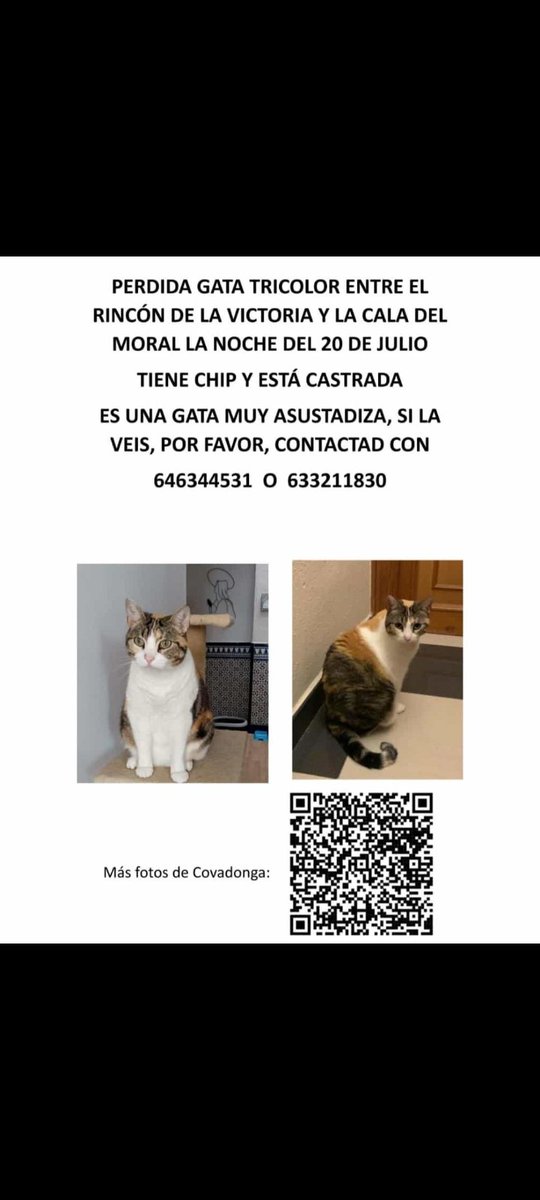 CCorcelles's tweet photo. Por favor, agradecería en el alma que difundieran lo máximo posible. Gata tricolor perdida Málaga, Rincón de la Victoria, La Cala del Moral https://t.co/exKOAQbHYz