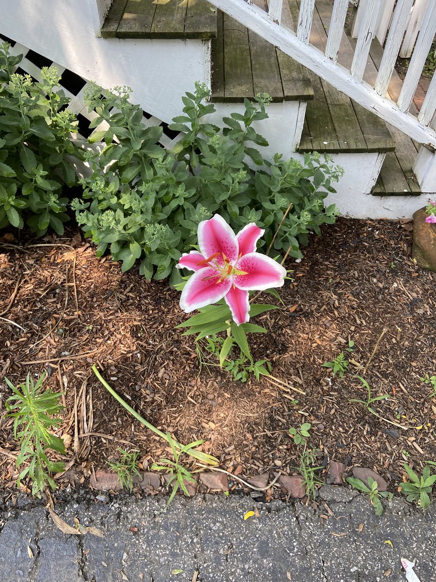 APSMidLibraries's tweet photo. @dunneteach I’ve had a mystery plant that comes up each year since we moved in but has blighted and died every time until this year when it revealed itself to be a gorgeous stargazer! https://t.co/H90xlX0mRO