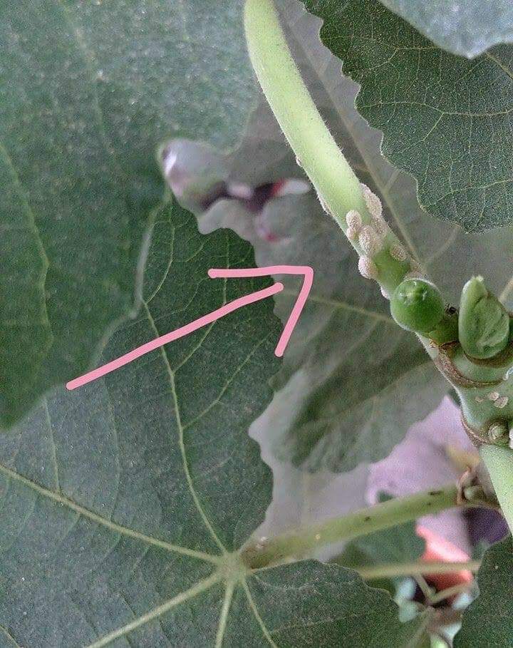 TIPS MEMBUAT INSEKTISIDA ORGANIK UNTUK KUTU PUTIH 

Kutu Putih adalah salah satu musuh utama bagi tanaman berbatang lembut (tanaman herba). Serangannya lebih sering terjadi pada tanaman yang mempunyai daun berbulu seperti dalam keluarga Solanaceae dan Cucurbitaceae.