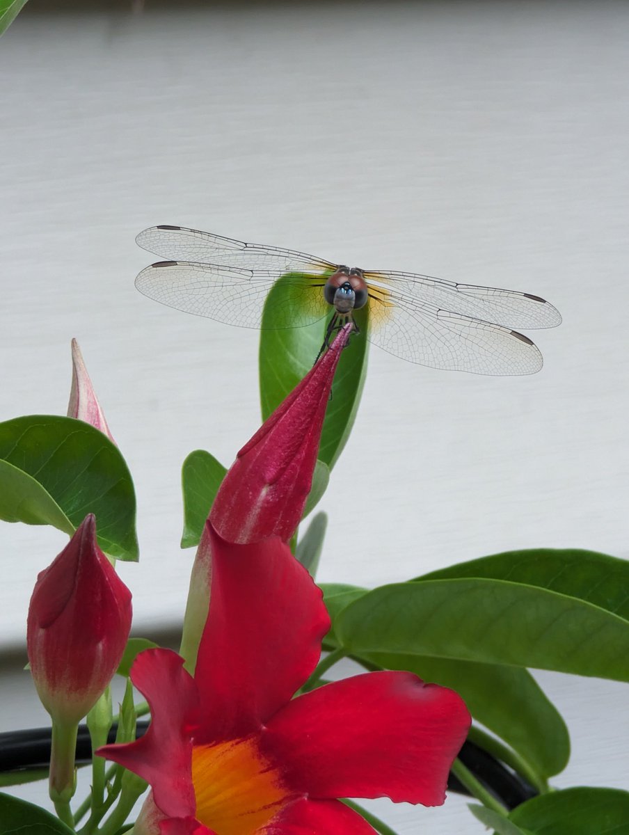 Wild_Flower01's tweet photo. I have the cutest young dragon fly hanging in my garden. Took this with my Pixel 7Pro https://t.co/2FAKnkCt7K