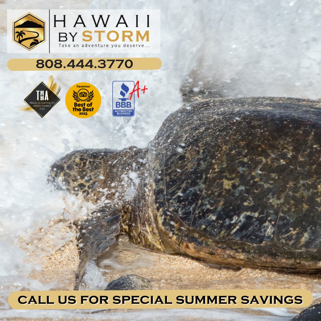 Come see these unique and magnificent examples of Hawaiian aquatic splendor on our Road to Hana tours!

#greenturtles #turtlelove #hawaiiannature #endangeredspecies #turtlelover #HawaiianGreenSeaTurtles #Honu #TurtleLove #SeaTurtleConservation #HawaiiWildlife #MarineLife