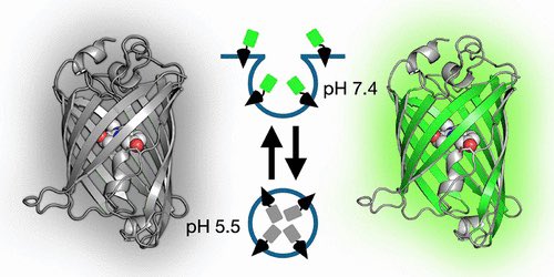 YOLO4CHEM's tweet photo. Rational Engineering of an Improved Genetically Encoded pH Sensor Based on Superecliptic pHluorin https://t.co/l4mLXZb4Sq
Rational design, development, structure, and applications of Lime, an improved SEP variant with higher fluorescence brightness and greater pH sensitivity. https://t.co/g44N4y9wdb