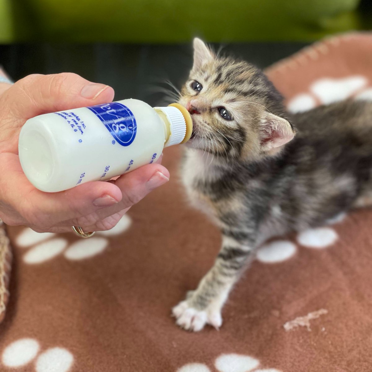 San Antonio Pets Alive! (@sapetsalive) on Twitter photo SAPA! urgently needs your help fostering kittens and puppies! 🐱 🍼 🆘
Please consider applying to become a neonatal foster, sanantoniopetsalive.org/programs/foste… Our foster team is available to answer any questions. Email the team at foster@sanantoniopetsalive.org. SAPA! urgently needs your help fostering kittens and puppies! 🐱 🍼 🆘
Please consider applying to become a neonatal foster, sanantoniopetsalive.org/programs/foste… Our foster team is available to answer any questions. Email the team at foster@sanantoniopetsalive.org.