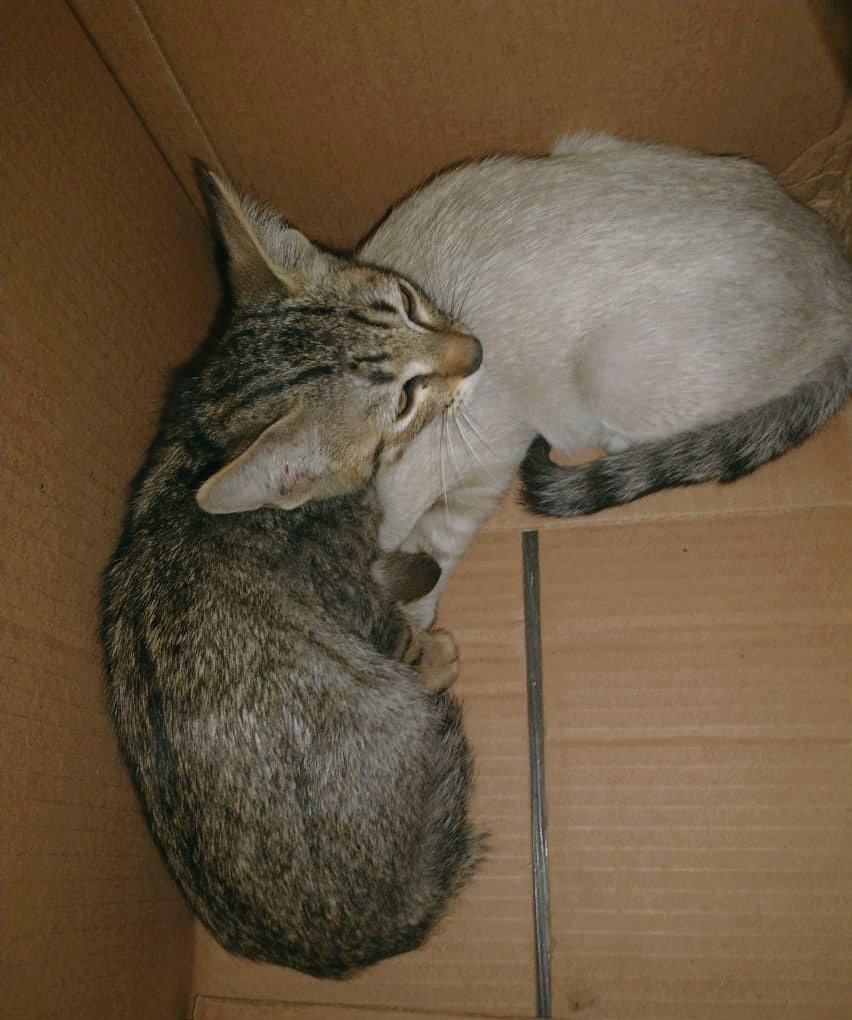 CON LAS HORAS CONTADAS ...

Y sin saber por qué!! Paralizados de miedo, aún con que ya pasaron unas horas de haberlos sacado del Centro de Control Canino 

Aprox 4 meses edad; ya están en hogar d tránsito por la premura de rescatarlos

Pero URGE, URGE HOGAR TEMPORAL!!
🧵👇