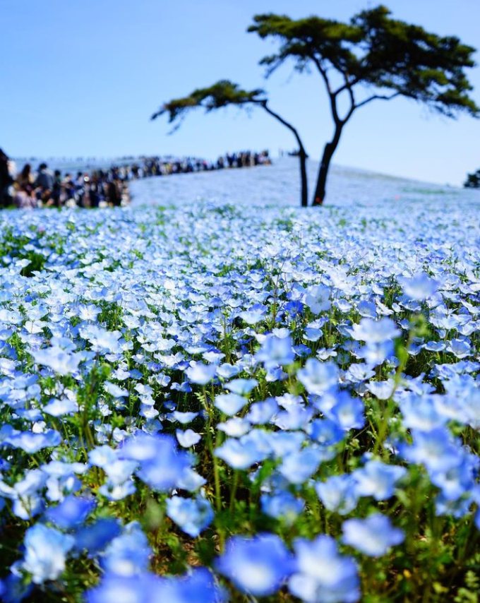 IrisEmily915's tweet photo. What a beautiful sea of flowers to enjoy with wonderful people of course #flowerphotogra https://t.co/injYa0UZs4