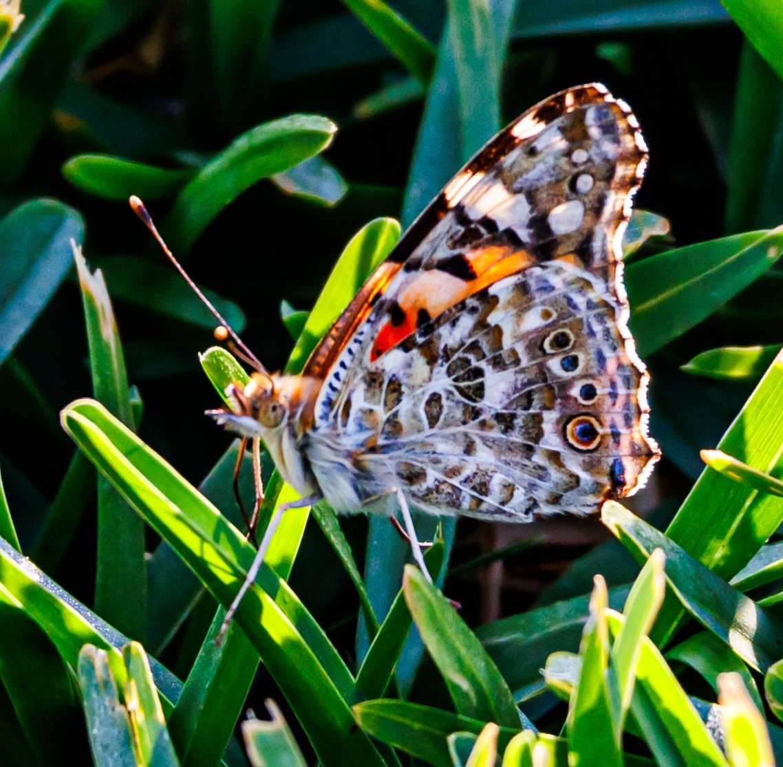 Tareeq Iqbal Mohammed (@tareeqiqbalmohd) on Twitter photo Painted Lady Butterfly
#TitliTuesday
<a href="/IndiAves/">IndiAves</a> <a href="/Avibase/">Avibase (Denis Lepage)</a>
<a href="/naturelovers/">Nature Lovers</a>
<a href="/ThePhotoHour/">#ThePhotoHour</a>
<a href="/photooftheday/">Photos of the Days</a>
<a href="/NatButterflies/">National Butterfly 🦋</a> <a href="/KalyaniMuktevi/">Kalyani Sharma</a> <a href="/KitChitKat/">❄️May Peace Prevail❄️</a>
<a href="/_zareenfatima/">Zareen Fatima زرین فاطمہ</a> <a href="/Lightroom/">Adobe Lightroom</a> <a href="/DavidMariposa1/">David</a>
<a href="/butterflywhisp/">Butterfly Whisperer</a> <a href="/savebutterflies/">Butterfly Conservation 🦋</a> <a href="/BeeAsMarine/">🐝 Dr. Marine TREBAUL Ⓥ𓃟 PhD - #SDGs - #Breton</a> <a href="/TheTiny_Earth/">Nikon Tom</a> <a href="/StealthButterf1/">Stealth Butterfly</a> <a href="/JiranaJithendr1/">Jirana's Butterfly Kaleidoscope</a> Painted Lady Butterfly
#TitliTuesday
<a href="/IndiAves/">IndiAves</a> <a href="/Avibase/">Avibase (Denis Lepage)</a>
<a href="/naturelovers/">Nature Lovers</a>
<a href="/ThePhotoHour/">#ThePhotoHour</a>
<a href="/photooftheday/">Photos of the Days</a>
<a href="/NatButterflies/">National Butterfly 🦋</a> <a href="/KalyaniMuktevi/">Kalyani Sharma</a> <a href="/KitChitKat/">❄️May Peace Prevail❄️</a>
<a href="/_zareenfatima/">Zareen Fatima زرین فاطمہ</a> <a href="/Lightroom/">Adobe Lightroom</a> <a href="/DavidMariposa1/">David</a>
<a href="/butterflywhisp/">Butterfly Whisperer</a> <a href="/savebutterflies/">Butterfly Conservation 🦋</a> <a href="/BeeAsMarine/">🐝 Dr. Marine TREBAUL Ⓥ𓃟 PhD - #SDGs - #Breton</a> <a href="/TheTiny_Earth/">Nikon Tom</a> <a href="/StealthButterf1/">Stealth Butterfly</a> <a href="/JiranaJithendr1/">Jirana's Butterfly Kaleidoscope</a>
