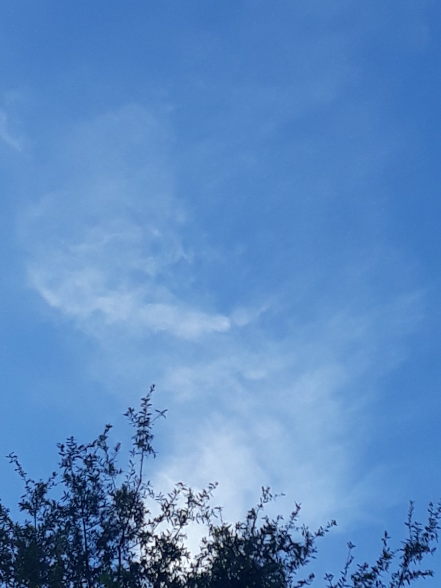 Prosperos_cell's tweet photo. In the backyard with the kitties, listening to birds and cicadas and being watched over by this skycat. #catcloud https://t.co/dinhH0XLvo