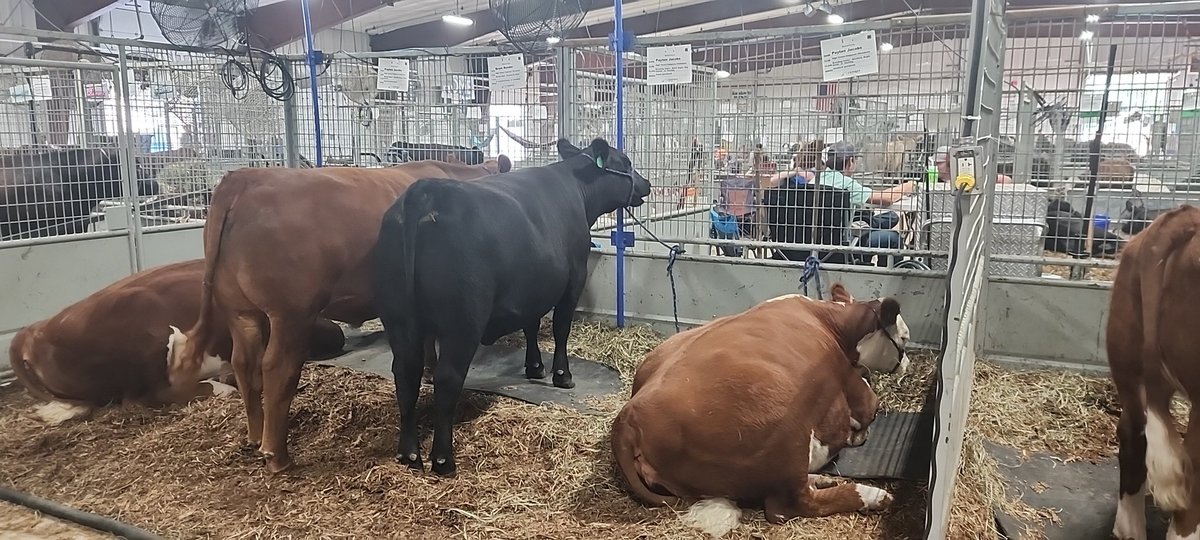 Another year at the Olmsted County fair!