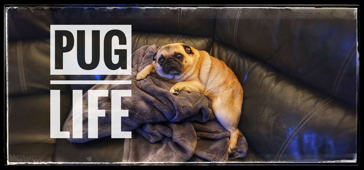 It's all about thT #puglife #dogs #pets