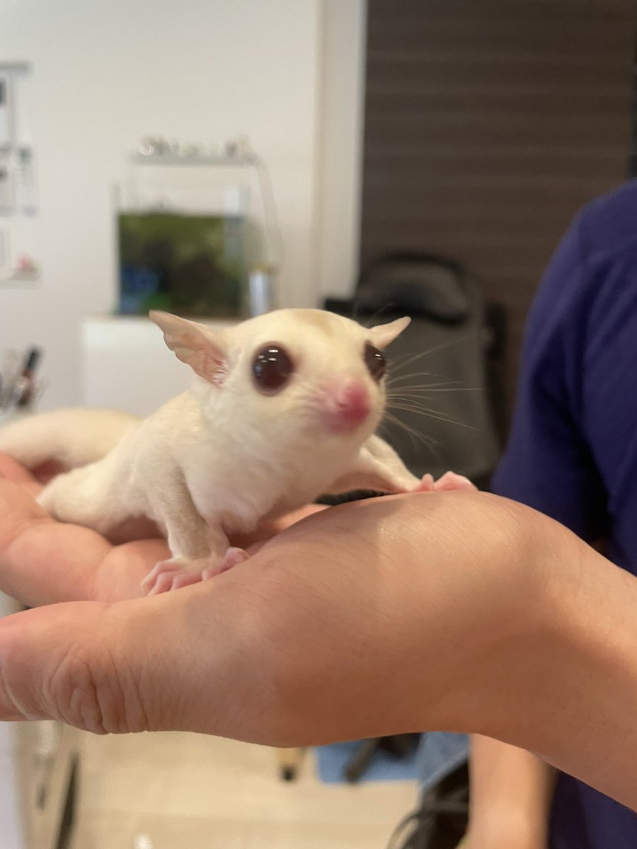 HamstarMelon's tweet image. ハグちゃんはこんなに大きくなりました🙌

脱嚢後1ヶ月半→4ヶ月

#ハグちゃん
#フクロモモンガ