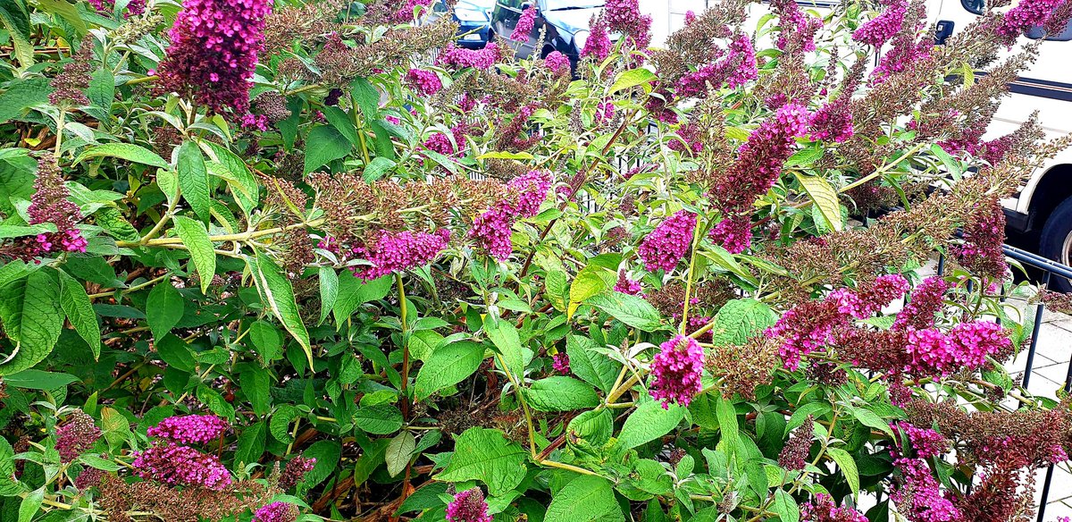 Ich bin in diesem Monat an zahllosen Sommerflieder vorbeigelaufen und auf keinem saß nur ein einziger Schmetterling.
Mal ne Hummel...
Auf den großen Lavendelbüschen des Nachbarn sind statt hunderte Hummeln nur eine Handvoll.
Das Insektensterben ist real.