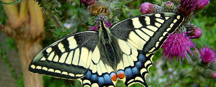 Natuurjournaal 25 juli 2023: koninginnenpages nu te zien en koninginnnekruid in bloei dlvr.it/Ssh2F3