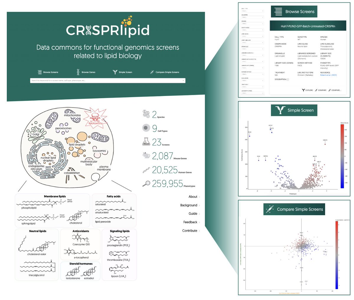 James Olzmann (@olzmannlab) on Twitter photo Finally, w/ <a href="/MartinUCSF/">Martin Kampmann</a> and <a href="/FarazFaghri/">Faraz Faghri</a> we generated <a href="/CRISPRlipid/">CRISPRlipid</a> as a community driven online portal to visualize and compare genetic screen data related to lipid and membrane biology. This site complements <a href="/CRISPRbrain/">CRISPRbrain</a>, which focuses on screens in differentiated cells. 12/12 Finally, w/ <a href="/MartinUCSF/">Martin Kampmann</a> and <a href="/FarazFaghri/">Faraz Faghri</a> we generated <a href="/CRISPRlipid/">CRISPRlipid</a> as a community driven online portal to visualize and compare genetic screen data related to lipid and membrane biology. This site complements <a href="/CRISPRbrain/">CRISPRbrain</a>, which focuses on screens in differentiated cells. 12/12