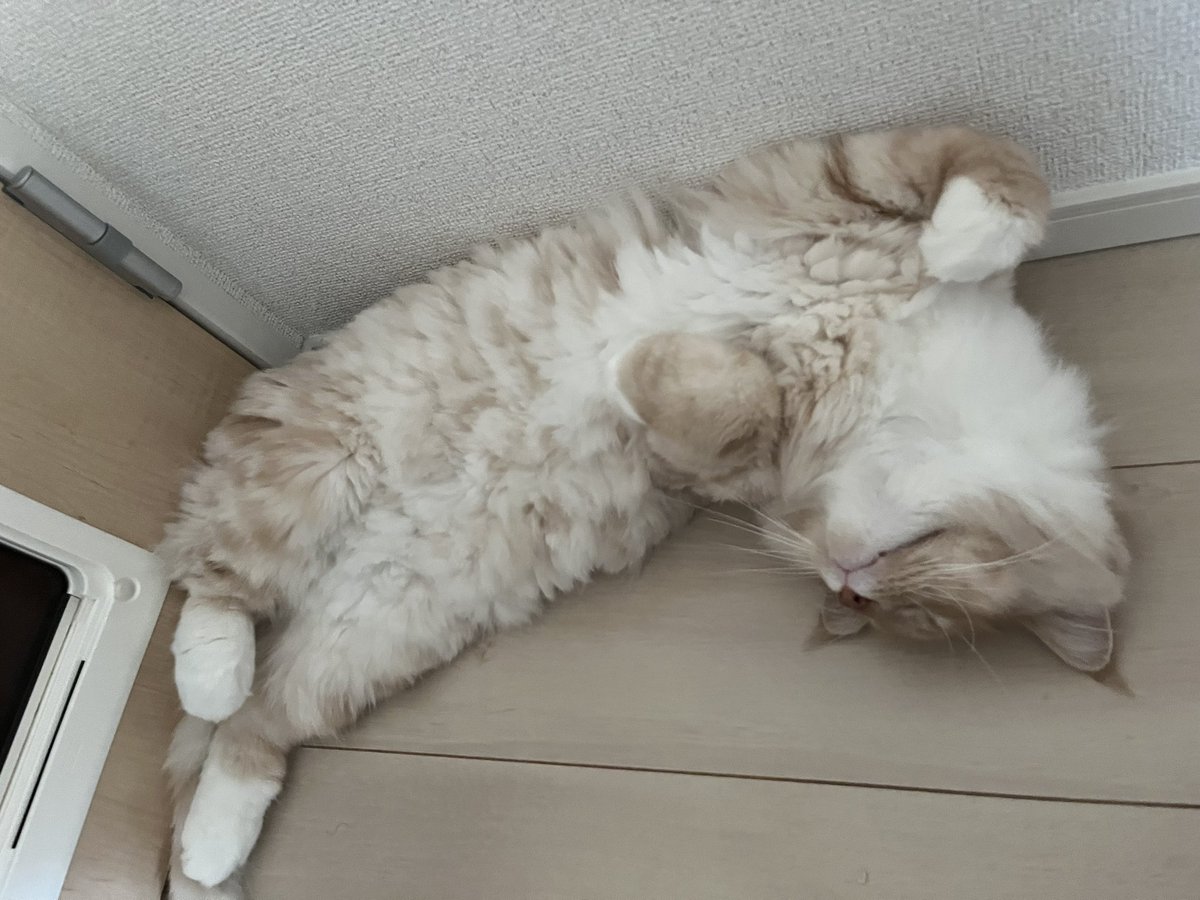 kolosuke's tweet photo. お昼寝サイコー
#猫 #猫がいる暮らし #猫好きさんと繋がりたい #ノルウェージャンフォレストキャット https://t.co/Am3J7yZfUr