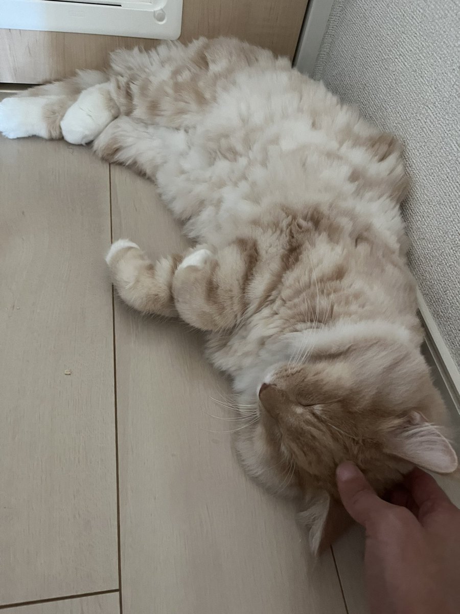 kolosuke's tweet photo. お昼寝サイコー
#猫 #猫がいる暮らし #猫好きさんと繋がりたい #ノルウェージャンフォレストキャット https://t.co/Am3J7yZfUr