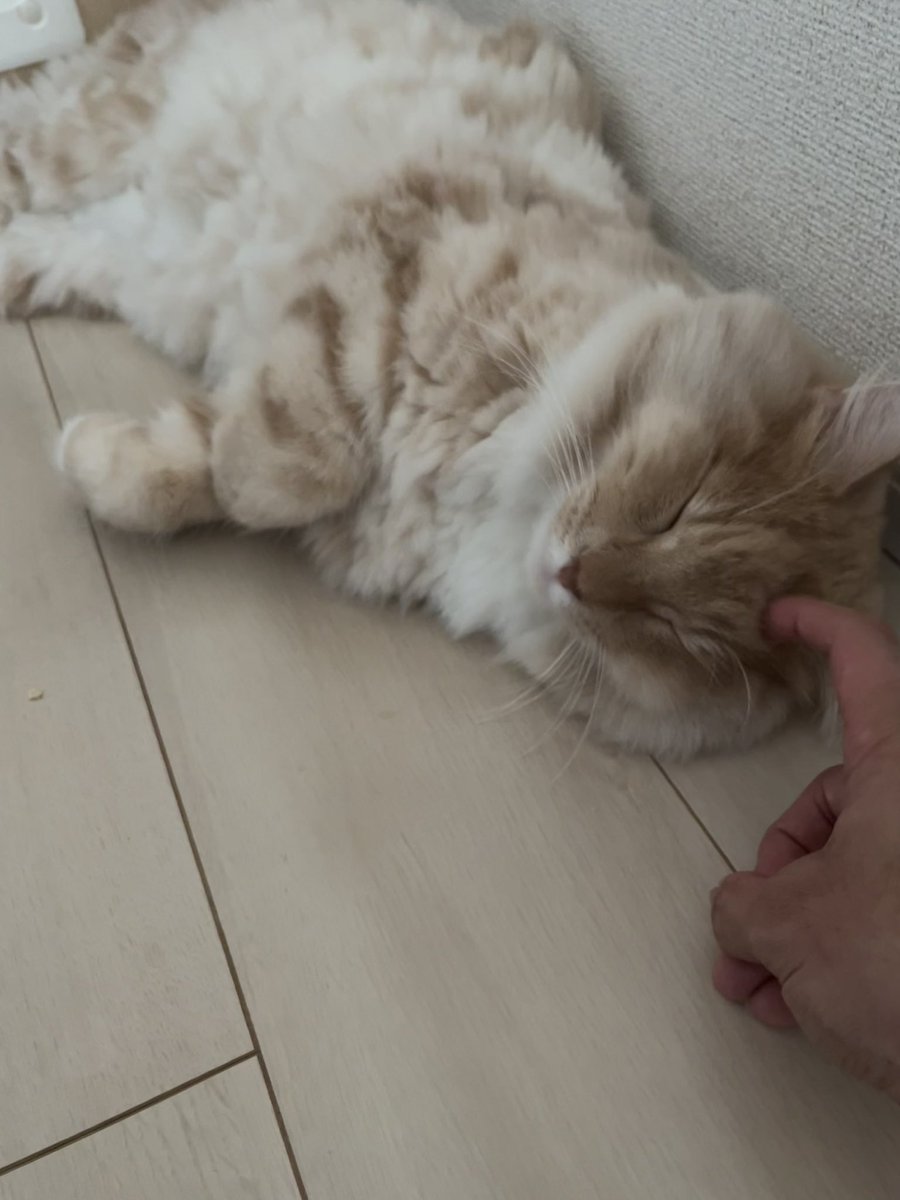kolosuke's tweet photo. お昼寝サイコー
#猫 #猫がいる暮らし #猫好きさんと繋がりたい #ノルウェージャンフォレストキャット https://t.co/Am3J7yZfUr