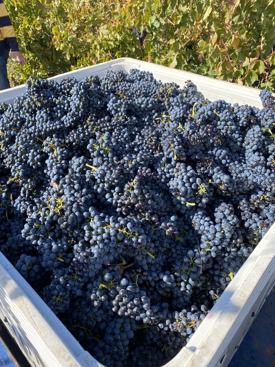 We're all about fruit purity and the pristine bunches we get off the vineyard in Bethany. 100% Barossa Valley, 100% Single Vineyard and handcrafted. Micro production, macro quality!

#singlevineyard #vineyard #barossavalley #mandatoryspending #syrah #limited #vintage2023