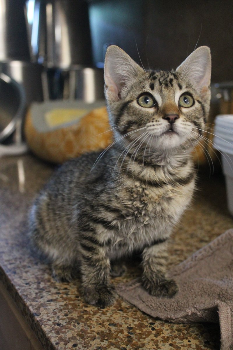 roundntalented's tweet photo. she's about 10 weeks old, and a velcro kitten. humans exist to hold her and kiss her stripey little head. her name is Adora and she's adoptable on friday https://t.co/1deR6xdB4I