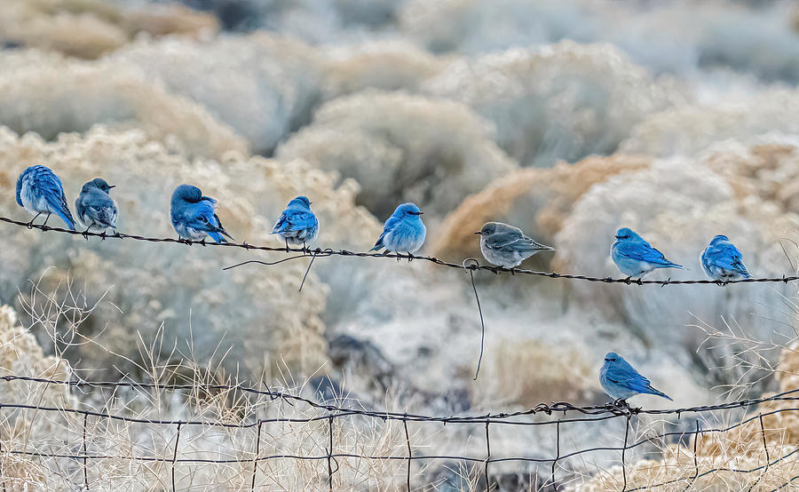 NLsandman's tweet photo. Bluebirds forever!
#RIPTwitter #RIPTwitterBird #FUCKX https://t.co/tsq0BWJfVs