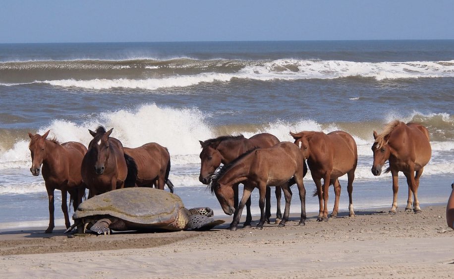 RockLeeAuthor's tweet photo. You’ve got to love OBX! 😎 https://t.co/18i4bEeSjL
