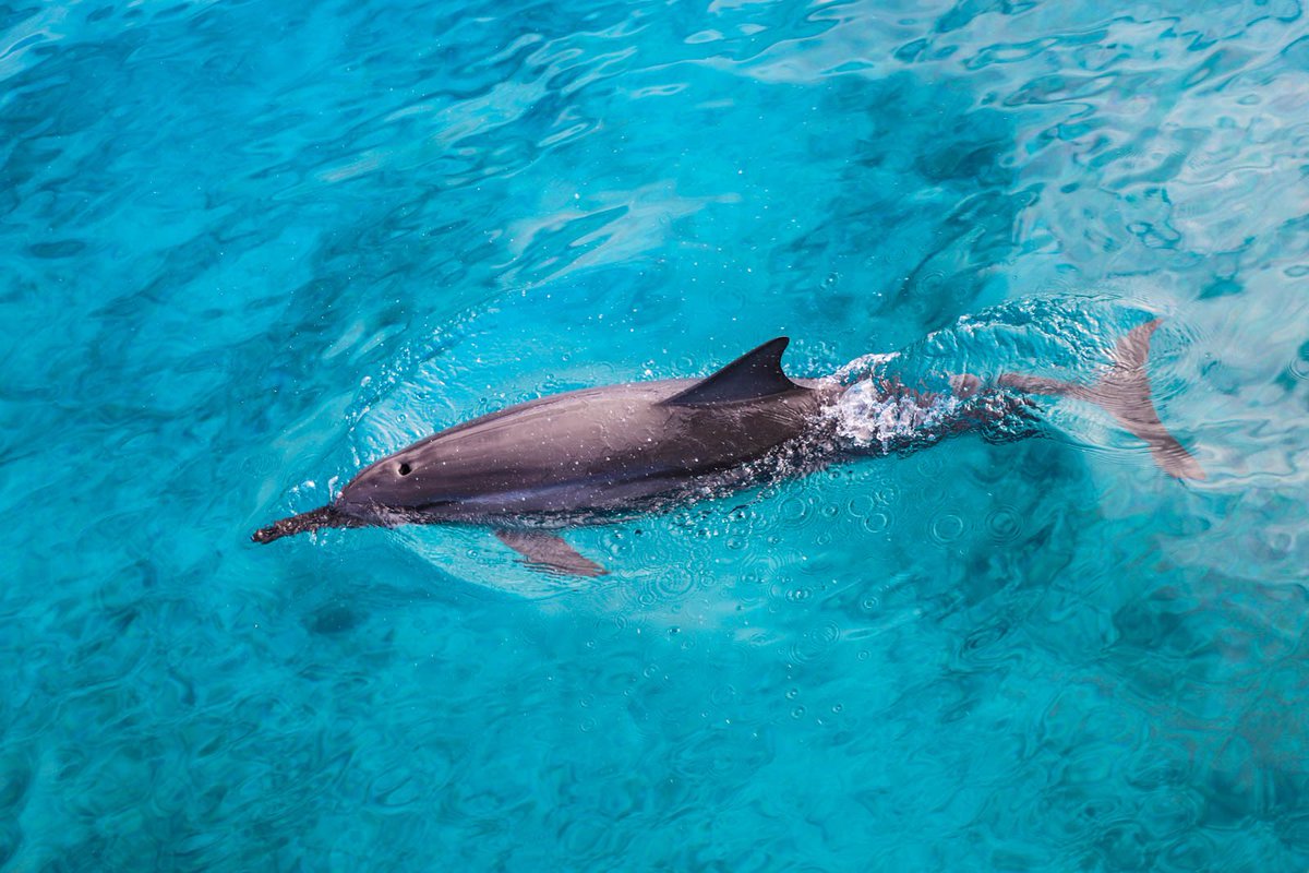DolphinsAndYou's tweet photo. Want to take a break from your daily routine? 🤩 Look no further than Oahu Island! 🌴 The island is home to many wonders – one of the most amazing being the dolphin watching tours. 🐬 

#oahuisland #dolphinwatching #dolphins #dolphinlovers #oahutour https://t.co/QK9hCn86b3