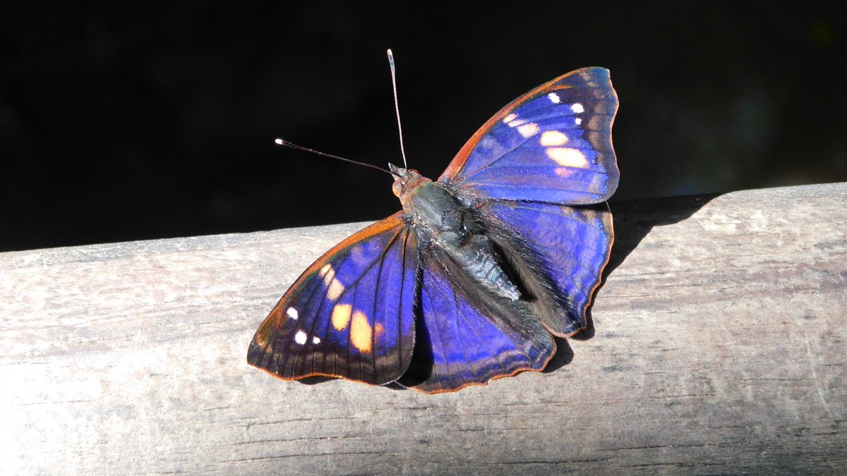 MicxSol's tweet photo. Mariposa daditos, myscelia orsis, la que más me gusta de todas las que conozco.
Zafiro violeta, doxocopa agathina.
Y las últimas dos fotos son de Ochenta Arcoiris, Callicore hydaspes.
Todas vistas en el pn iguazú. https://t.co/WEa566ZGaq
