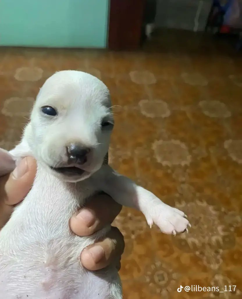 Just gonna make a thread of every edit I've seen of this dog because it makes me laugh