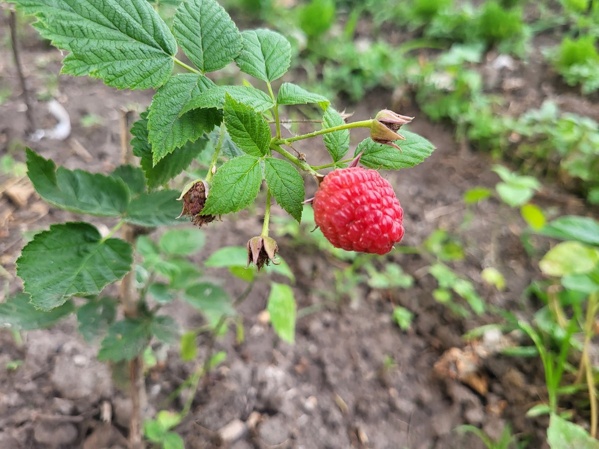 Steve Strasheim tweet media