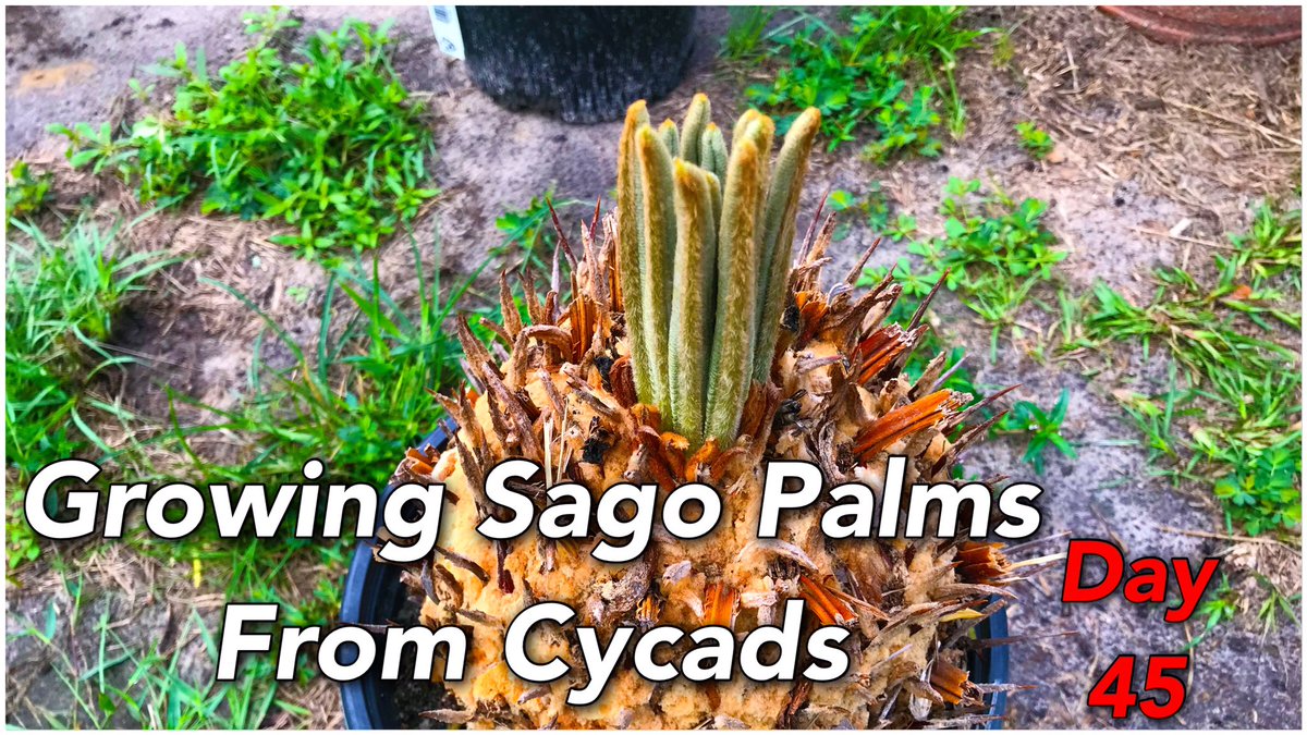 Alion_Unleashed's tweet image. Growing Sago Palms From Cycads | Day 45
youtu.be/am40PDSzgYE

#containergardening #palmtrees #sagopalm