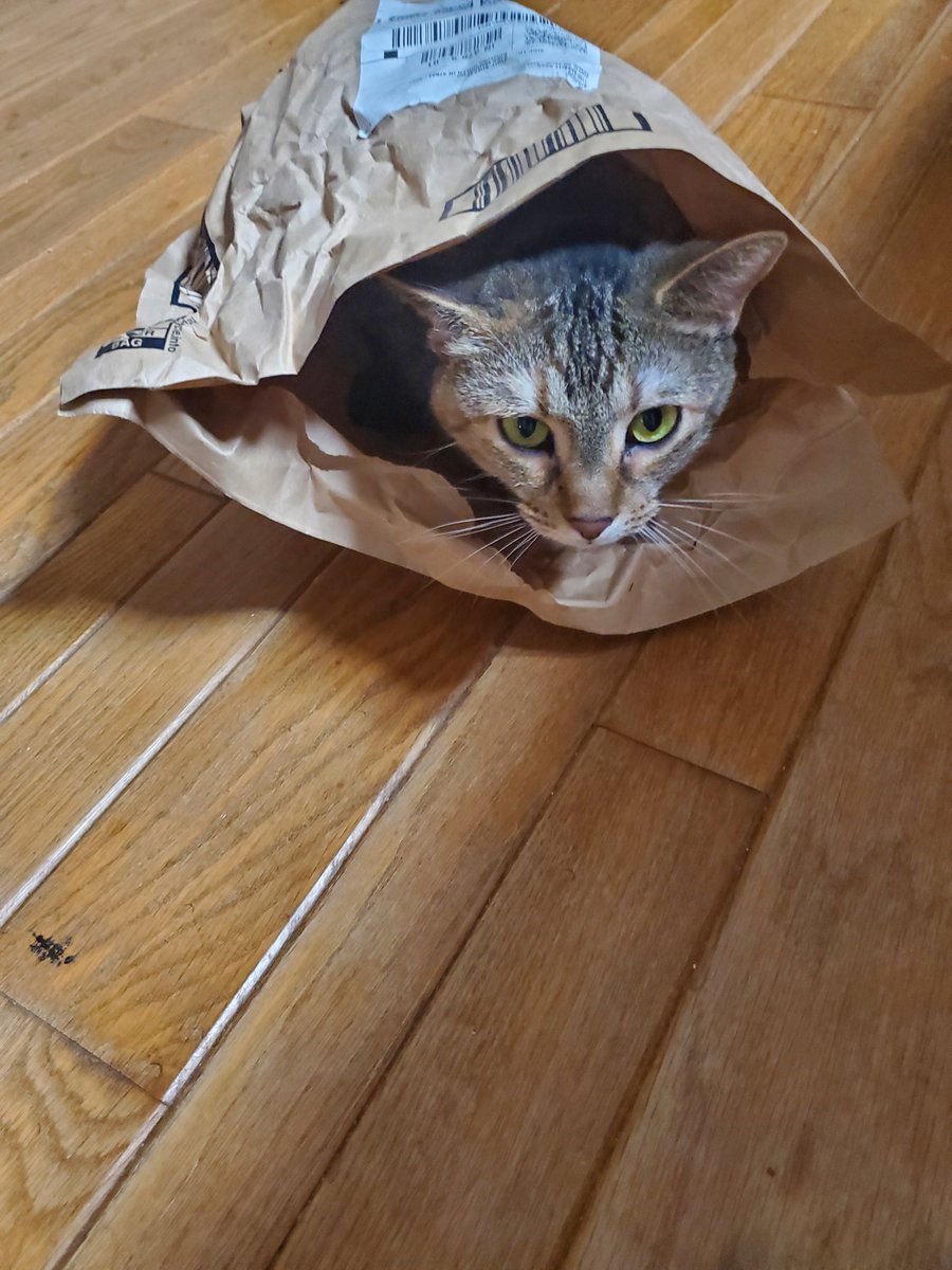 jsheese's tweet photo. Perfect fit. #CatsOfTwitter #CatsOnTwitter https://t.co/XL7YZPaCKW