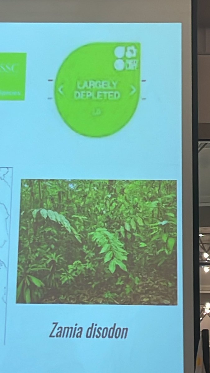 ange_cibrian's tweet photo. #GreenStatus by the #IUCN in #Colombian #cycads to evaluate the state of a species in a location. Strong #Conservation and survey efforts in the past 10yrs by CristinaLopezGallego show the urgency to protect #Zamia🌿#conservationlegacy #Cycad2023 https://t.co/uw4A22KTpO