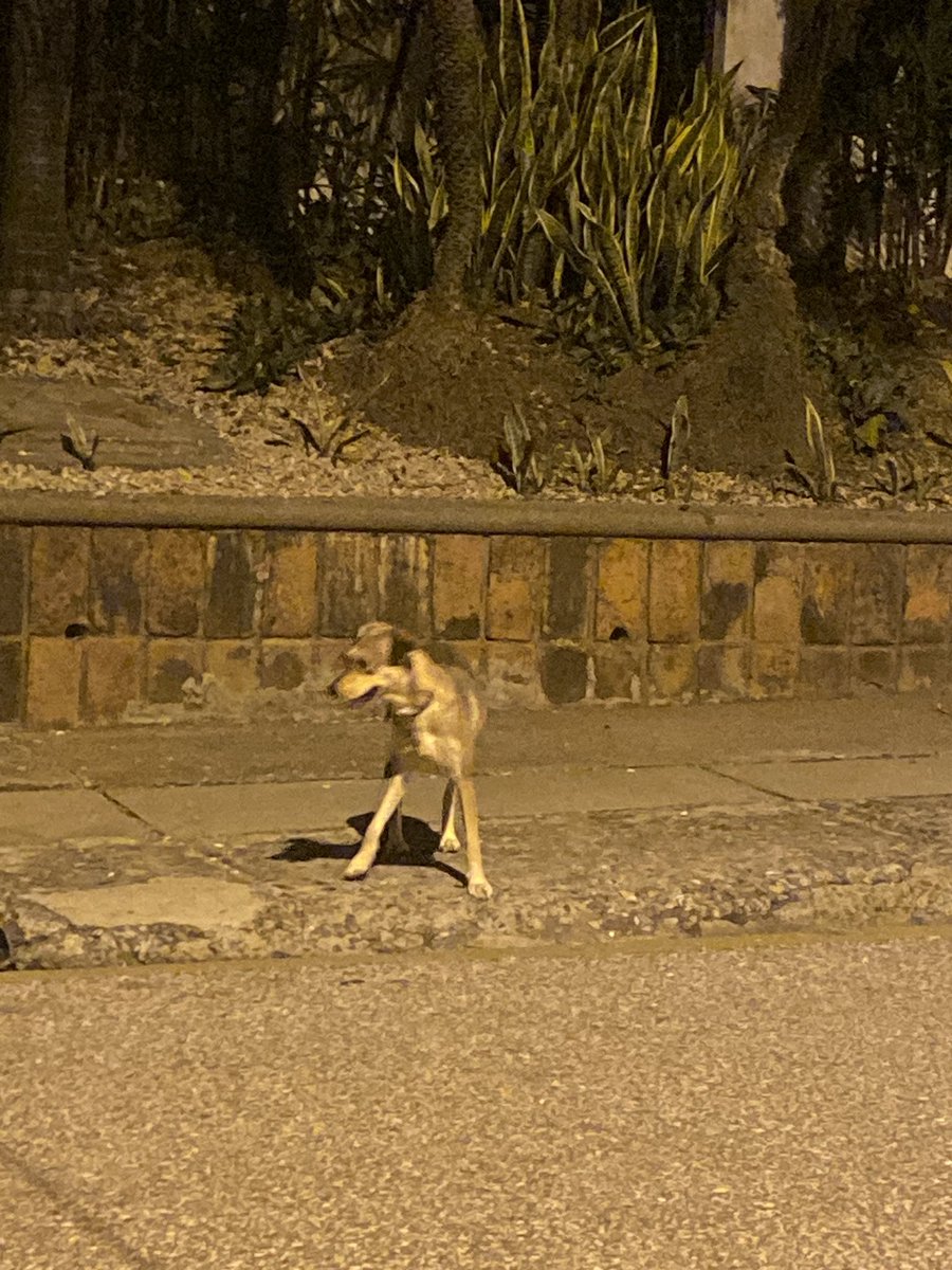 LuisaCuestaV's tweet photo. ¿Es de alguien est@ perris ? Está corriendo por la calle primera de Los Ceibos. https://t.co/WzetMnfjx1