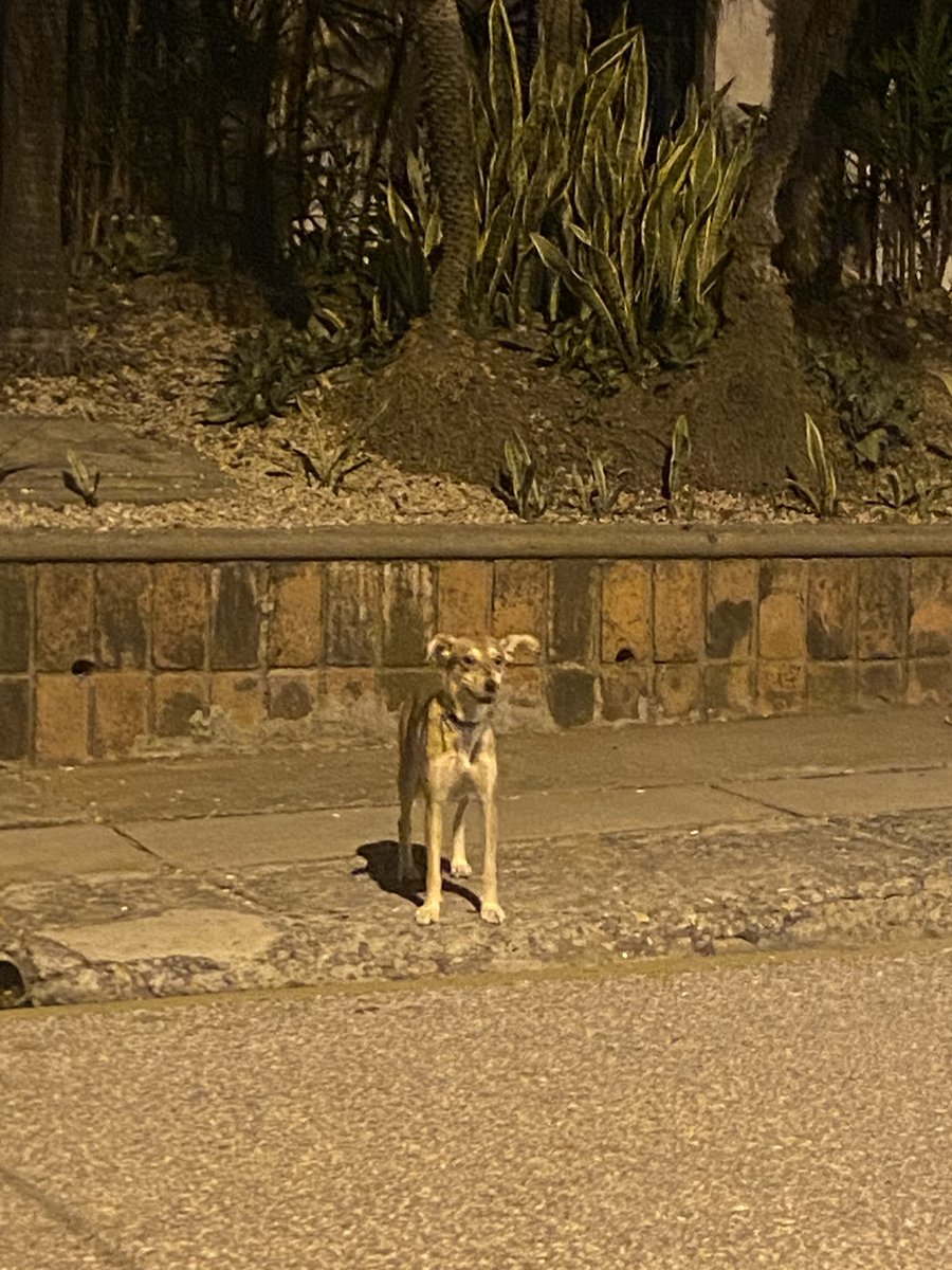 LuisaCuestaV's tweet photo. ¿Es de alguien est@ perris ? Está corriendo por la calle primera de Los Ceibos. https://t.co/WzetMnfjx1