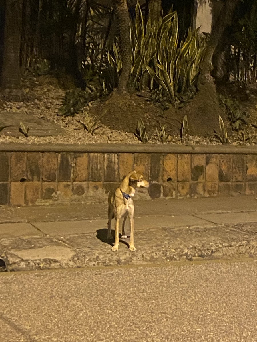 LuisaCuestaV's tweet photo. ¿Es de alguien est@ perris ? Está corriendo por la calle primera de Los Ceibos. https://t.co/WzetMnfjx1