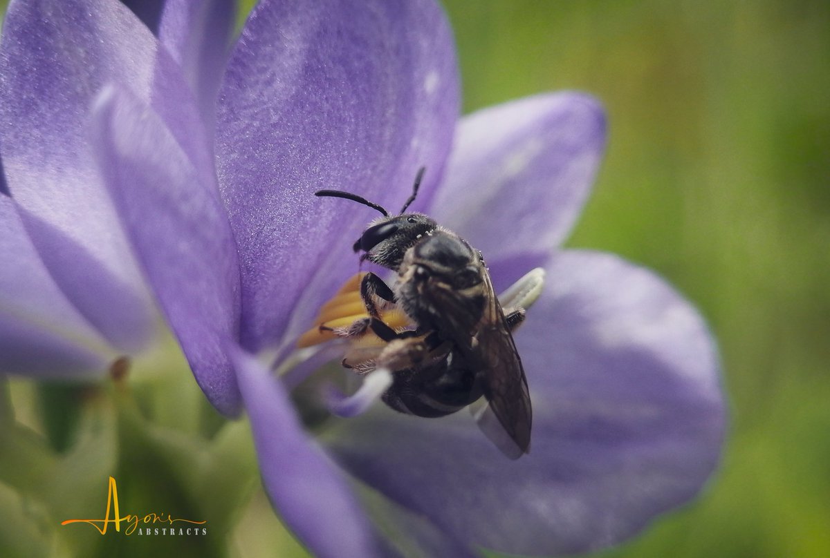 Beautiful honey bee on flower 

Mobile photography || 1/100 sec || f/1.8 || ISO 100
Device : Huawei P30 lite + yashica 38mm 
Dop: 25/07/23
©Ayon's abstracts
#macro #macroflower #wildlifephotography #wildmacro #insect #macrography #macrofotografia #macrofreaks #macroholic