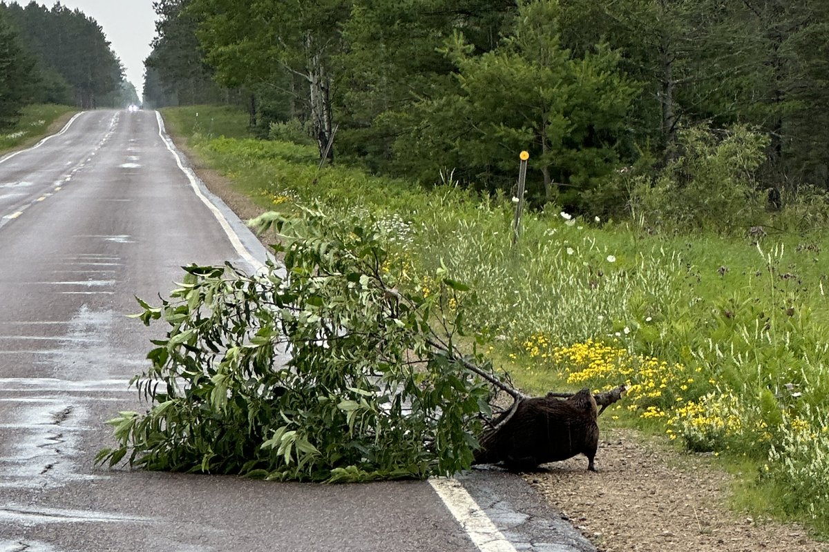joecharlevoix's tweet photo. Busy as a beaver... this was taken in Wetmore near Munising (Alger County) in the U.P. this past weekend. Courtesy: DeLora Keller @natwxdesk @upnorthlive https://t.co/L4X6S4UEfa
