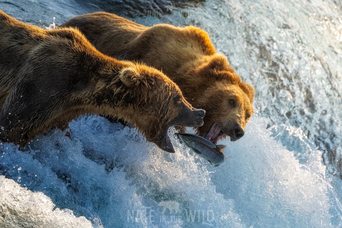 nateinthewild's tweet photo. I’m back from the Alaskan wilderness and SO EXCITED to shared my favorite bear photo I’ve ever taken. https://t.co/vv9JS3PjXK