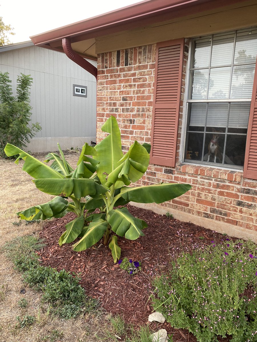 Katie B. MacLean tweet media