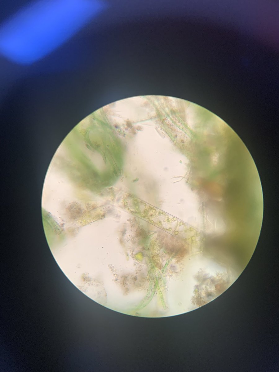 Ms_DeRochie's tweet photo. I had been meaning to bring home a compound scope from work to ID some algae that has become quite abundant next to my dock and finally did. So. Much. Fun. The prettiest #Spirogyra https://t.co/L6Dj4eU589
