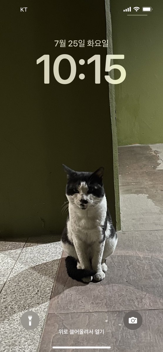 keepkeepon's tweet image. 배경화면 셔플 모드 반려동물, 한시간 주기로 바뀌는 거 했더니 우리 애도 보여주고 길냥이도 보여주니 보는 재미가 있군 ㅎㅎ