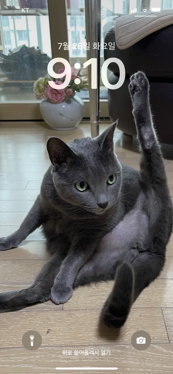 keepkeepon's tweet image. 배경화면 셔플 모드 반려동물, 한시간 주기로 바뀌는 거 했더니 우리 애도 보여주고 길냥이도 보여주니 보는 재미가 있군 ㅎㅎ