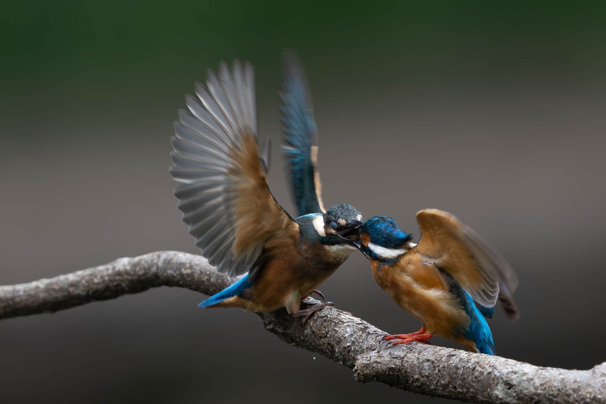 BASS_MEG's tweet photo. 親子給餌
#カワセミ
#kingfisher
#α1
#SEL600f4
#FE600f4 https://t.co/IikDOzSv4S