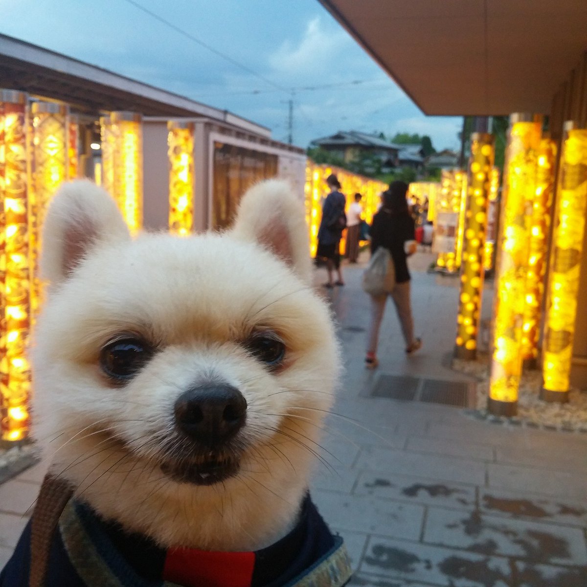 onko_pets_room's tweet photo. キレイだね💕✨
#犬のいる暮らし #犬のいる生活 #ポメラニアン https://t.co/wMLNvSVK3C