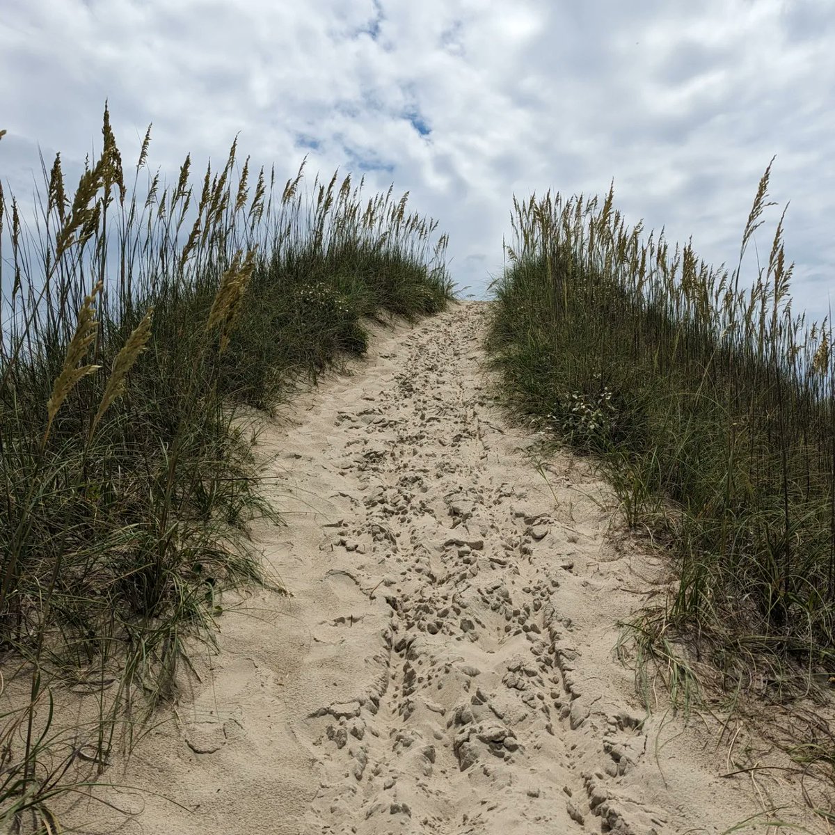 CoachMetea's tweet image. It has begun! 

Day 1 

MA -&amp;gt; RI -&amp;gt; CT -&amp;gt; NY -&amp;gt; NJ -&amp;gt; DE -&amp;gt; MD -&amp;gt; VA -&amp;gt; NC

Highlights: 1) 15 hour trek over night into the Outer Banks

2) Camped in Frisco, NC at tip of Cape Hatteras 1/2 mile to beach

Next: Oregon Inlet near Nags Head OBX

#RoadTrip #Roofnest #OBX #OuterBanks